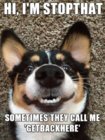dog_memes_32.jpg