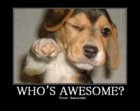 dog-awesome-.jpg