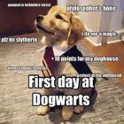 Dogwarts.jpg