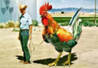 Chicken.jpg