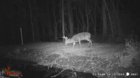 Resized_WGI_0021001002Buck.jpg