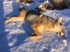 coyote kill 87.JPG coyote kill 87.JPG
