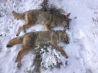coyote kills 88-89.2.jpg