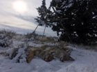 coyote kills 88-89.3.JPG