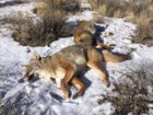 coyote kills 65-66 double in situ.JPG