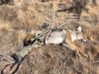 coyote kill 55.JPG