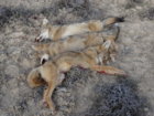 coyote kills 7-9 triple.JPG