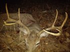 Burro Buck - 6BR.jpg