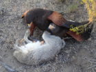 Xenon and Vici on jack.JPG