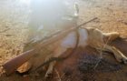 17 Coyote.jpg