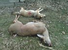 yote meat doe.jpg