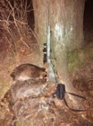 coon19-7.jpg