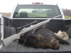 hog rig.jpg