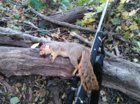 squirrel eyeball 2.jpg