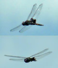 Dragonfly2.jpg