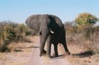elephant in road.JPG