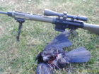 deadcrow.jpg