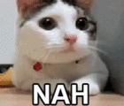 No Cat.gif