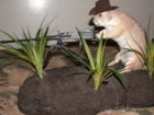 sm 50 cal prairie dog ls copy.jpg