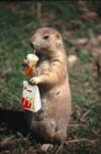 HappyMeal_prairiedog.jpg