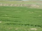 Alfalfa Destruction - Copy.jpg