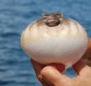 Blow Fish.jpg
