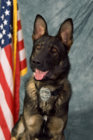 K-9.jpg