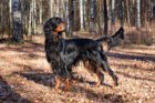 Gordon-Setter.3.jpg
