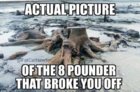 8 POUNDER.jpeg