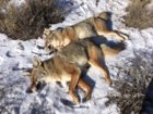 coyote kills 65-66 double.JPG