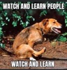Dog Lesson.jpeg