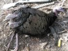 turkey12.jpg