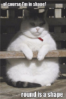 shape.png