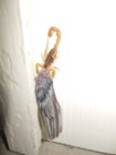 6BR Scorpion with Bird Wing.jpg