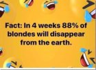 blonds.jpg