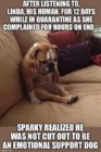 emotional dog.jpg