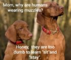 muzzles.jpg