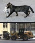 cati.jpeg