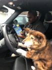 dog drive.jpeg