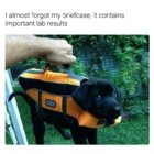 lab.jpg