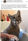 clean cat.jpeg