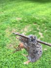 82AD8497-AA09-4740-B973-A1C24CE9C4AF.jpeg