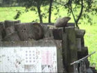 Dumb Groundhog Before.jpg