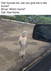 cat hom.png