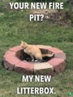 litter.jpg