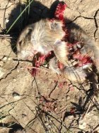 IMG_4342_0podoghead2.jpg
