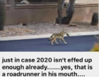 roadrunner.png