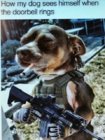 how my dog sees himself.jpg