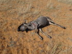blue wildebeest 2yr old narrow horned cow small.JPG