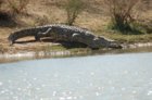 croc running for water.JPG